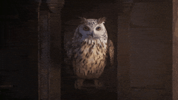 Harry Potter Magic GIF by WBGames