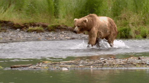 Happy Bear GIF by U.S. Fish and Wildlife Service