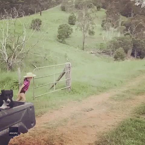'You Can Do It!': Young Girl Struggles to Close Gates on Queensland Farm