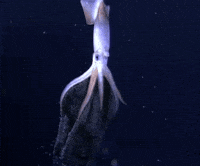Squid GIF