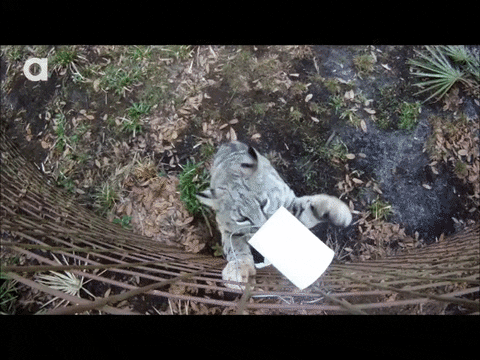 cat vs GIF