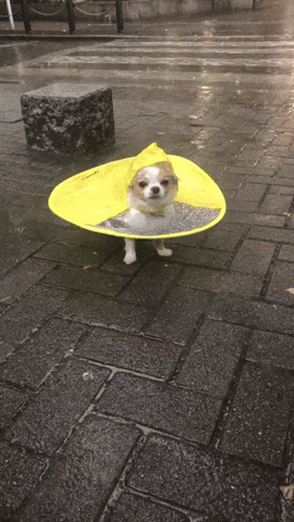 cuteanimalland giphyupload GIF