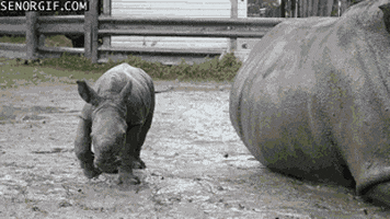 mud rhinos GIF by Cheezburger