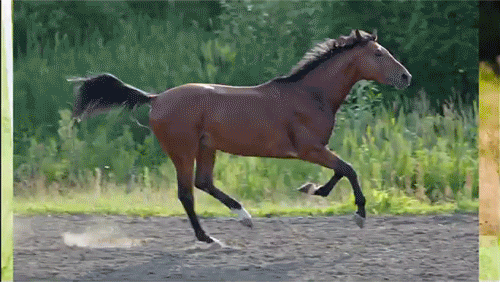 pony running GIF