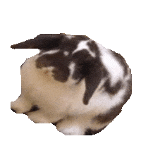rabbit STICKER by imoji