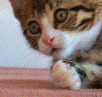 Video gif. Wide-eyed, a shocked kitten brings its paw to its mouth as if to say, “uh oh.”