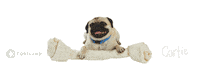 CortlandLiving dog pug treat treat yourself Sticker
