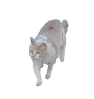 cat love Sticker by fr