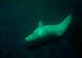 There Is Chilled Out and There Is This Beluga Whale