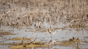 kansas GIF
