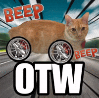 Car Funny Cat GIF
