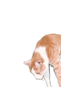 John Sullivan Cat Sticker