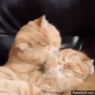 cats GIF