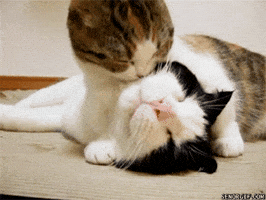Cat Kiss GIF