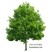 Green Tree Forest Sticker by VeganArabs