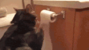 toilet soooooooo GIF