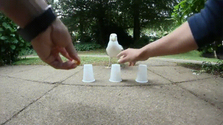 shell seagull GIF
