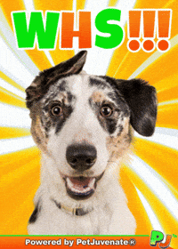 PetJuvenate petjuvenate henlo hooman fren love rescue dogs treatos and woofer for pupper GIF