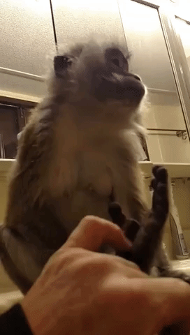 Expectant Monkey Demands Nightly Foot Massage