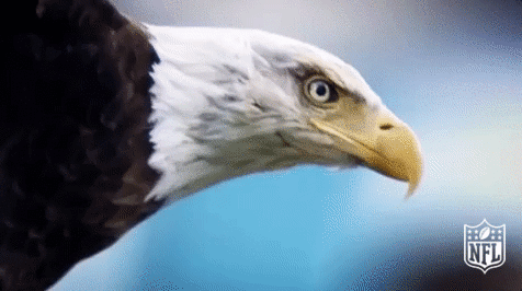 philadelphia eagles football GIF by NFL