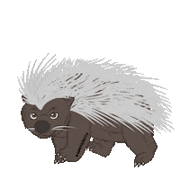 Cute Animal Porcupine Sticker by Sharing Alaska