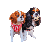 Cavalierkingcharlesspaniel Love Sticker