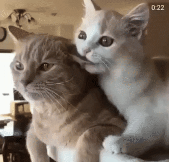 giffunme giphyupload GIF