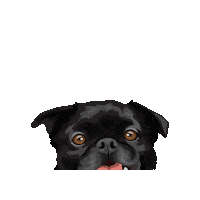Lunacooper Sticker by Pickle's Pawtraits