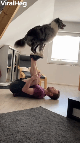Australian Shepard Learning a New Acrobatic Trick