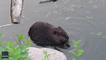 Determined Beaver Breaks Fence to Steal Sapling
