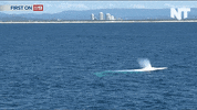 marine biology news GIF by NowThis 
