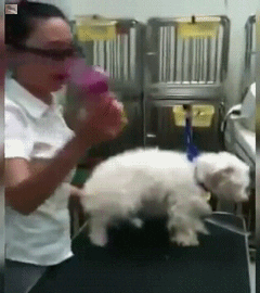 Dogs Wtf GIF