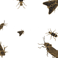 marketingeliane patch dt inseto besouro Sticker