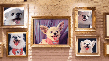 romeomama dog cute dog chihuahua romeo GIF