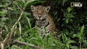 savage kingdom big cat week GIF by Nat Geo Wild 