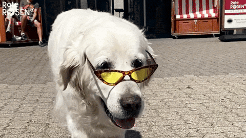 Rote Rosen Dog GIF by Studio Hamburg Serienwerft GmbH