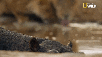 savage kingdom hippo GIF by Nat Geo Wild 