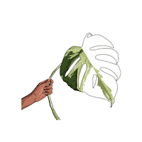 Plant Plantlovers Sticker by Monstera Mania