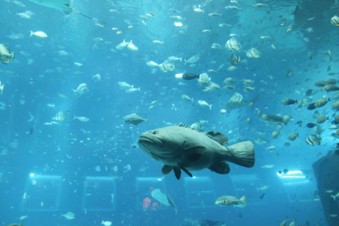 aquarium GIF