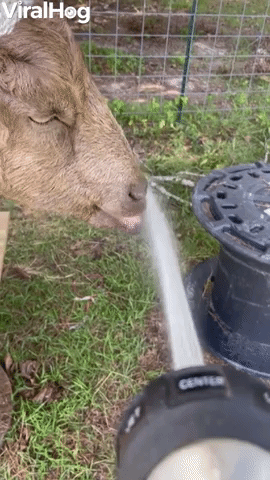When You Goat To Have A Drink
