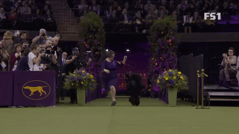 Standard Poodle Siba GIF by Westminster Kennel Club