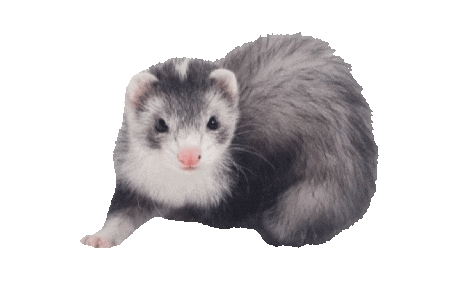 Guinea Pig Love Sticker