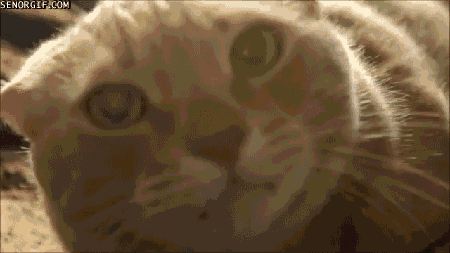 face get GIF