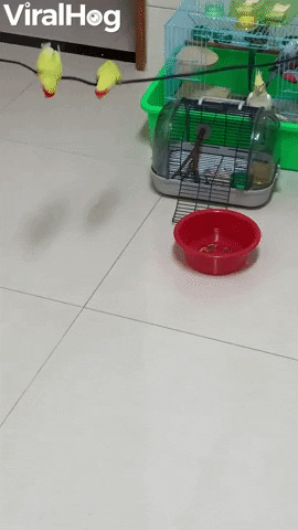 Birds Create Swing With Electrical Cord GIF by ViralHog