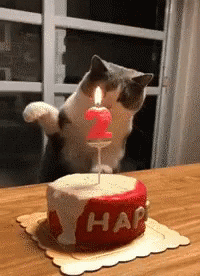Birthday Cat GIF by memecandy