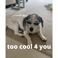 YourHappyWorkplace sunglasses so cool too cool super cool GIF