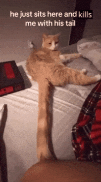 He Just Sits Here And Kills Me With His Tail GIF