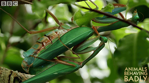 wildlife mantis GIF by BBC Earth