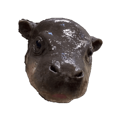Pygmy Hippo Baby Sticker by John Ball Zoo