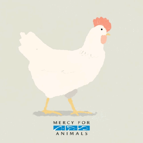 GIF by Mercy For Animals